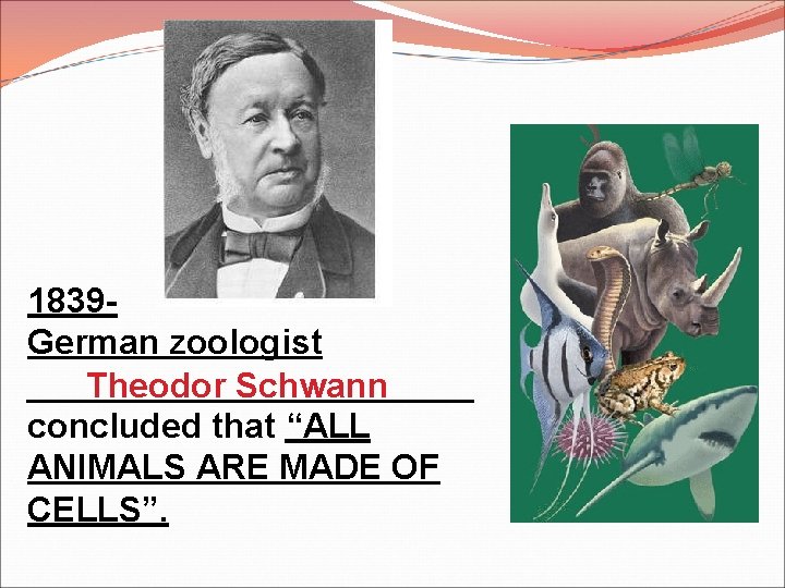 1839 German zoologist ____________ Theodor Schwann concluded that “ALL ANIMALS ARE MADE OF CELLS”.