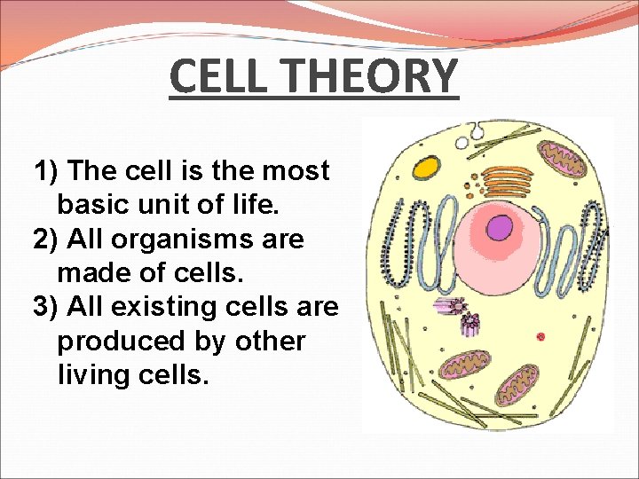 CELL THEORY 1) The cell is the most basic unit of life. 2) All