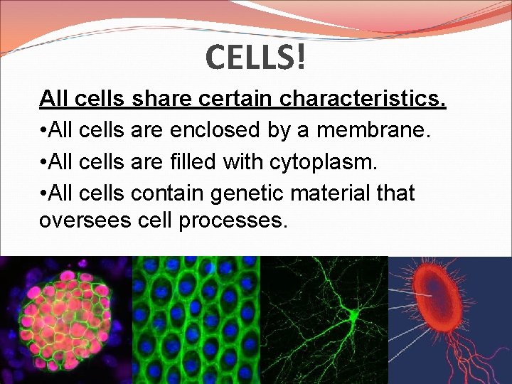 CELLS! All cells share certain characteristics. • All cells are enclosed by a membrane.