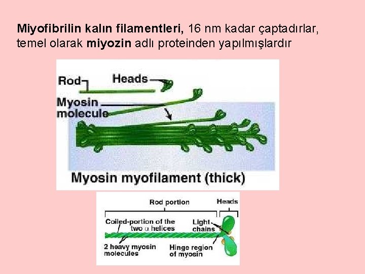 Miyofibrilin kalın filamentleri, 16 nm kadar çaptadırlar, temel olarak miyozin adlı proteinden yapılmışlardır 