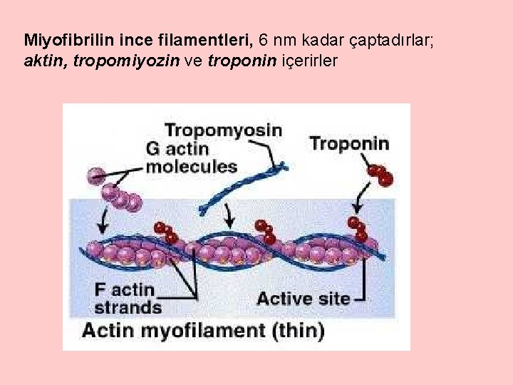 Miyofibrilin ince filamentleri, 6 nm kadar çaptadırlar; aktin, tropomiyozin ve troponin içerirler 