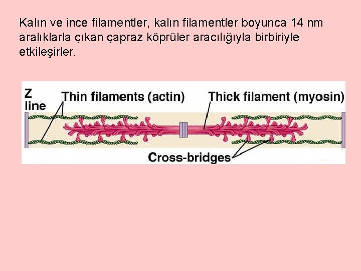 Kalın ve ince filamentler, kalın filamentler boyunca 14 nm aralıklarla çıkan çapraz köprüler aracılığıyla