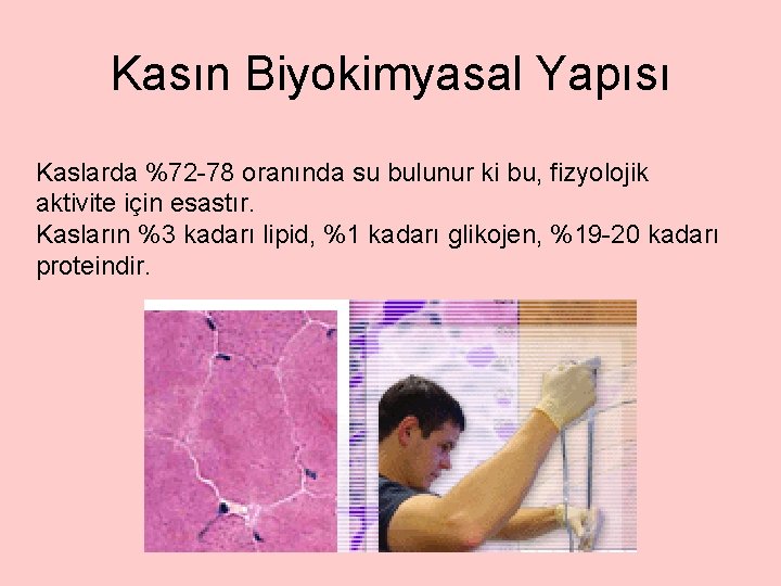 Kasın Biyokimyasal Yapısı Kaslarda %72 -78 oranında su bulunur ki bu, fizyolojik aktivite için