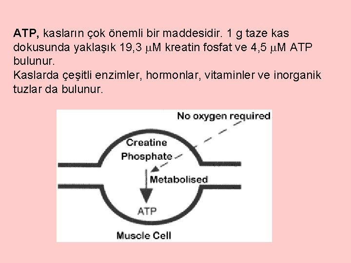 ATP, kasların çok önemli bir maddesidir. 1 g taze kas dokusunda yaklaşık 19, 3