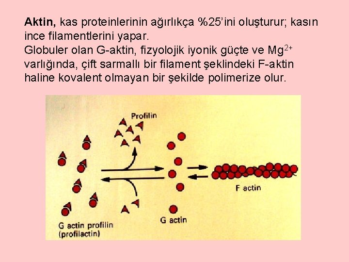 Aktin, kas proteinlerinin ağırlıkça %25’ini oluşturur; kasın ince filamentlerini yapar. Globuler olan G-aktin, fizyolojik