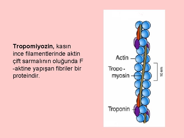 Tropomiyozin, kasın ince filamentlerinde aktin çift sarmalının oluğunda F -aktine yapışan fibriler bir proteindir.