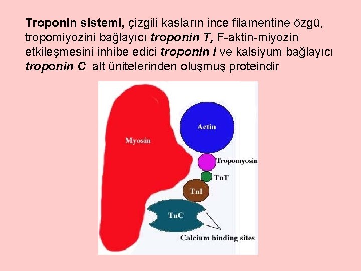 Troponin sistemi, çizgili kasların ince filamentine özgü, tropomiyozini bağlayıcı troponin T, F-aktin-miyozin etkileşmesini inhibe