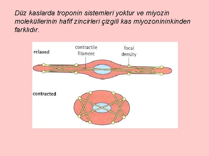 Düz kaslarda troponin sistemleri yoktur ve miyozin moleküllerinin hafif zincirleri çizgili kas miyozonininkinden farklıdır.