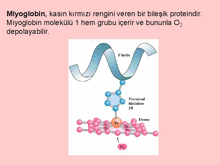 Miyoglobin, kasın kırmızı rengini veren bir bileşik proteindir. Miyoglobin molekülü 1 hem grubu içerir