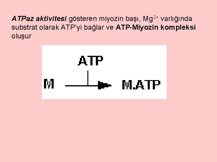 ATPaz aktivitesi gösteren miyozin başı, Mg 2+ varlığında substrat olarak ATP’yi bağlar ve ATP