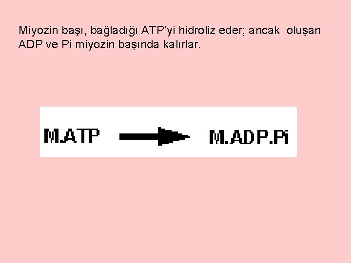 Miyozin başı, bağladığı ATP’yi hidroliz eder; ancak oluşan ADP ve Pi miyozin başında kalırlar.