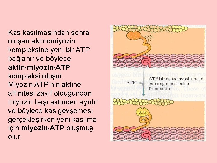 Kas kasılmasından sonra oluşan aktinomiyozin kompleksine yeni bir ATP bağlanır ve böylece aktin miyozin