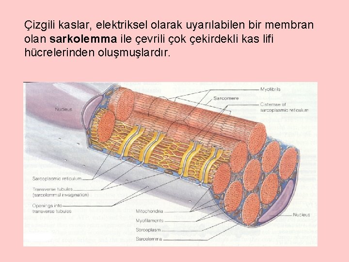 Çizgili kaslar, elektriksel olarak uyarılabilen bir membran olan sarkolemma ile çevrili çok çekirdekli kas