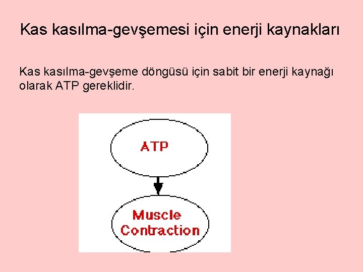 Kas kasılma-gevşemesi için enerji kaynakları Kas kasılma-gevşeme döngüsü için sabit bir enerji kaynağı olarak