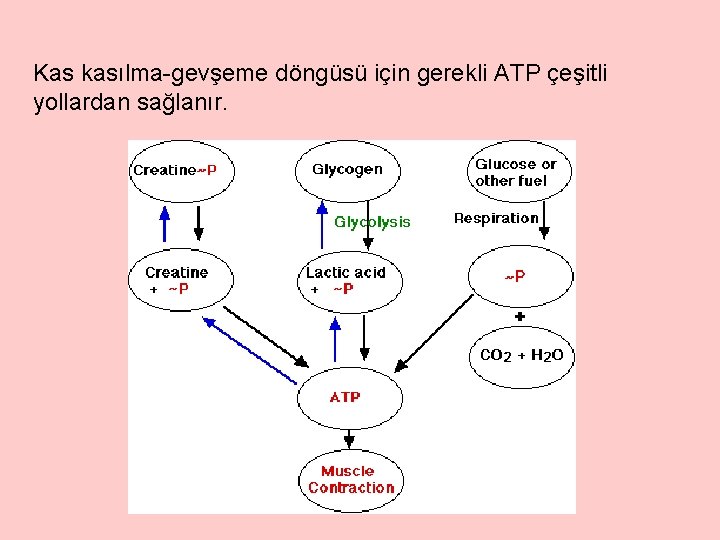 Kas kasılma-gevşeme döngüsü için gerekli ATP çeşitli yollardan sağlanır. 