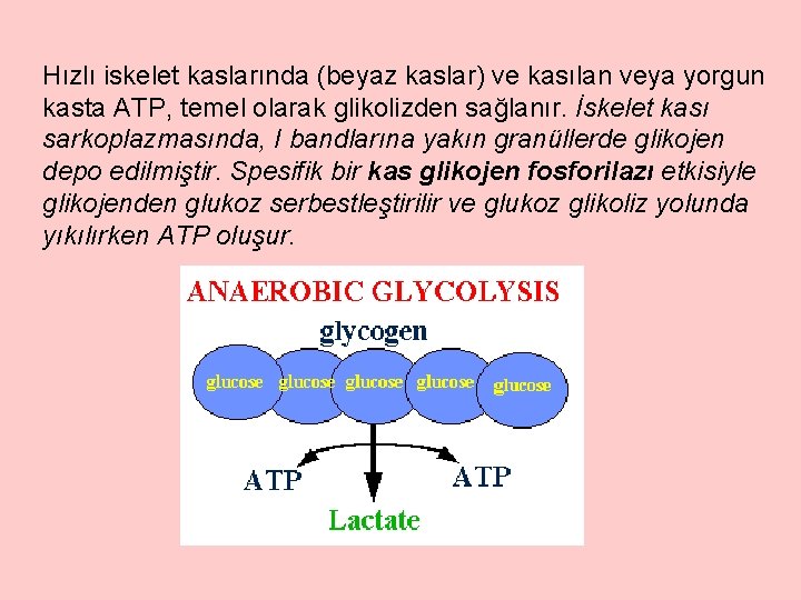 Hızlı iskelet kaslarında (beyaz kaslar) ve kasılan veya yorgun kasta ATP, temel olarak glikolizden