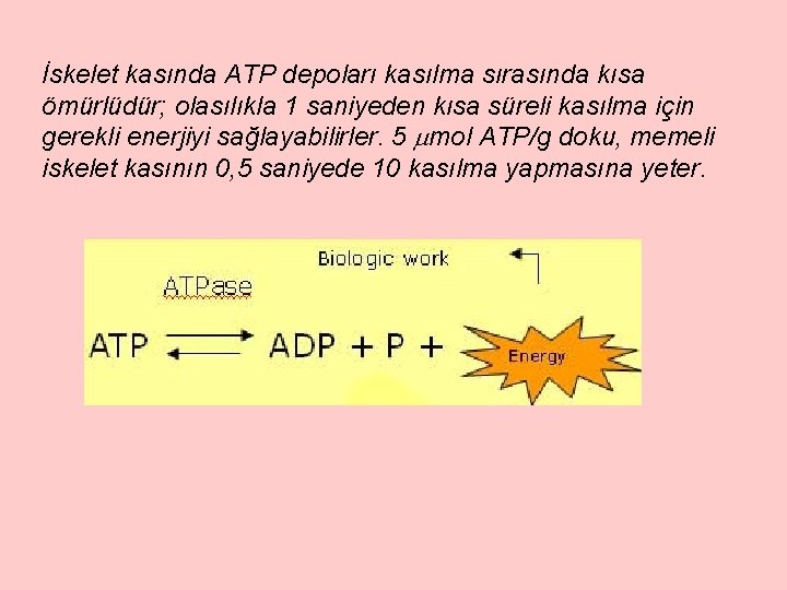 İskelet kasında ATP depoları kasılma sırasında kısa ömürlüdür; olasılıkla 1 saniyeden kısa süreli kasılma