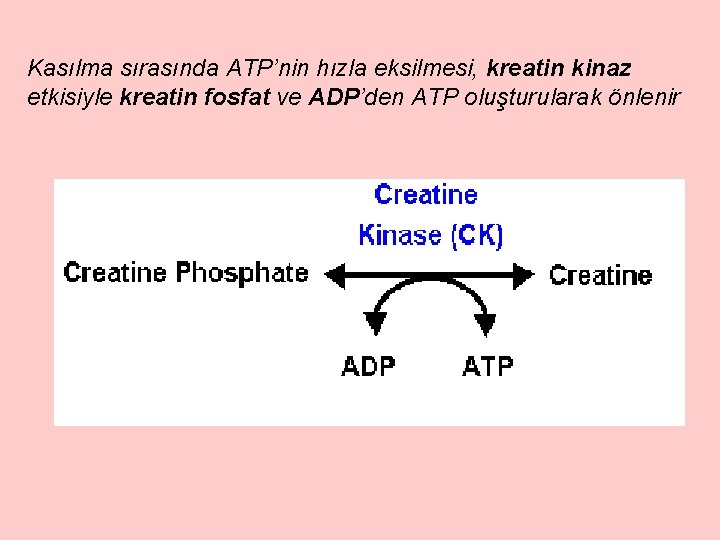 Kasılma sırasında ATP’nin hızla eksilmesi, kreatin kinaz etkisiyle kreatin fosfat ve ADP’den ATP oluşturularak