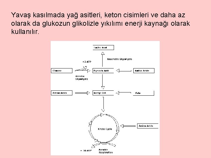 Yavaş kasılmada yağ asitleri, keton cisimleri ve daha az olarak da glukozun glikolizle yıkılımı