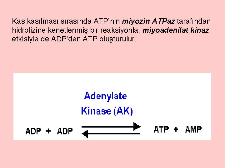 Kas kasılması sırasında ATP’nin miyozin ATPaz tarafından hidrolizine kenetlenmiş bir reaksiyonla, miyoadenilat kinaz etkisiyle