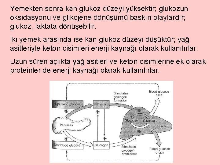 Yemekten sonra kan glukoz düzeyi yüksektir; glukozun oksidasyonu ve glikojene dönüşümü baskın olaylardır; glukoz,