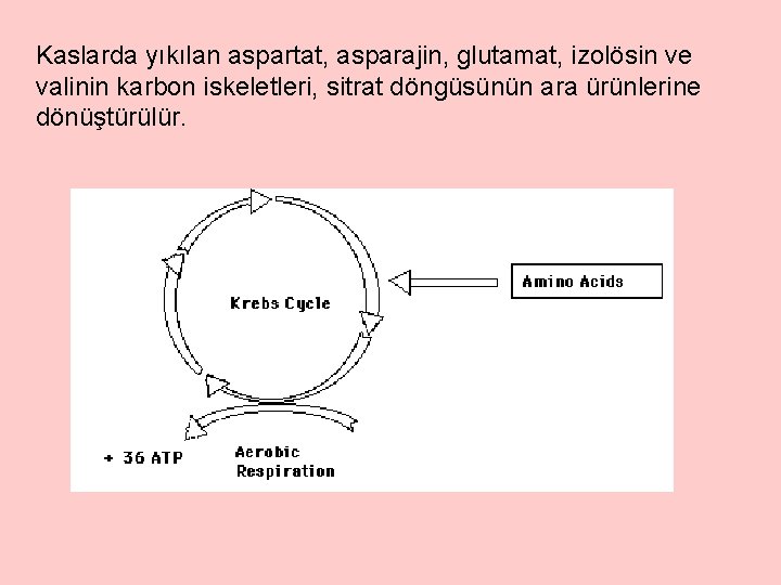 Kaslarda yıkılan aspartat, asparajin, glutamat, izolösin ve valinin karbon iskeletleri, sitrat döngüsünün ara ürünlerine