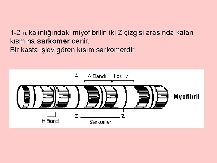 1 -2 kalınlığındaki miyofibrilin iki Z çizgisi arasında kalan kısmına sarkomer denir. Bir kasta