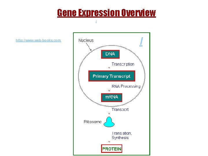 Gene Expression Overview / http: //www. web-books. com / 14 