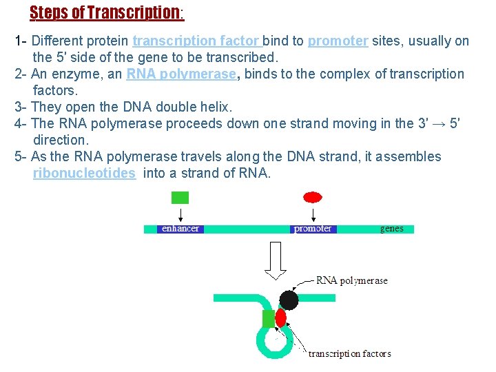 Steps of Transcription: 1 - Different protein transcription factor bind to promoter sites, usually