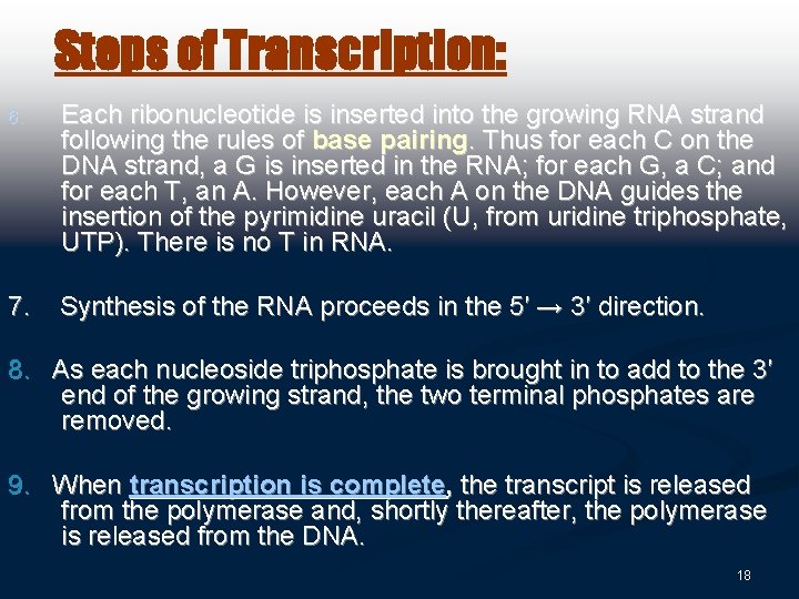 Steps of Transcription: 6. Each ribonucleotide is inserted into the growing RNA strand following