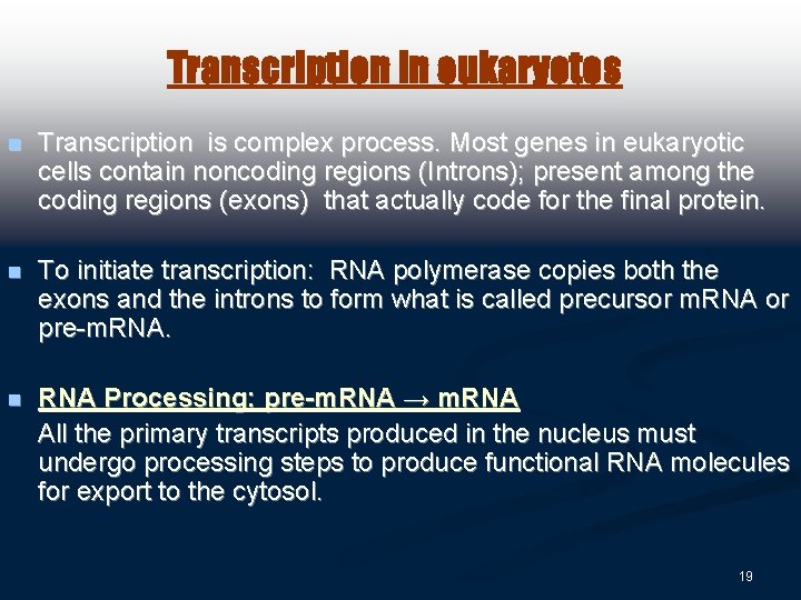 Transcription in eukaryotes n Transcription is complex process. Most genes in eukaryotic cells contain