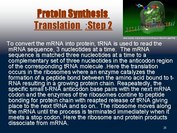 Protein Synthesis Translation : Step 2 www. expasy. org/people/personal/nguex/ribosome. jpg//: http To convert the