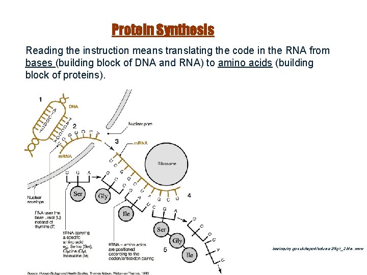 Protein Synthesis Reading the instruction means translating the code in the RNA from bases