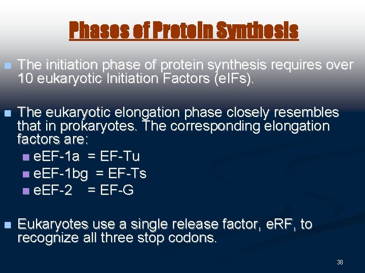 Phases of Protein Synthesis n The initiation phase of protein synthesis requires over 10