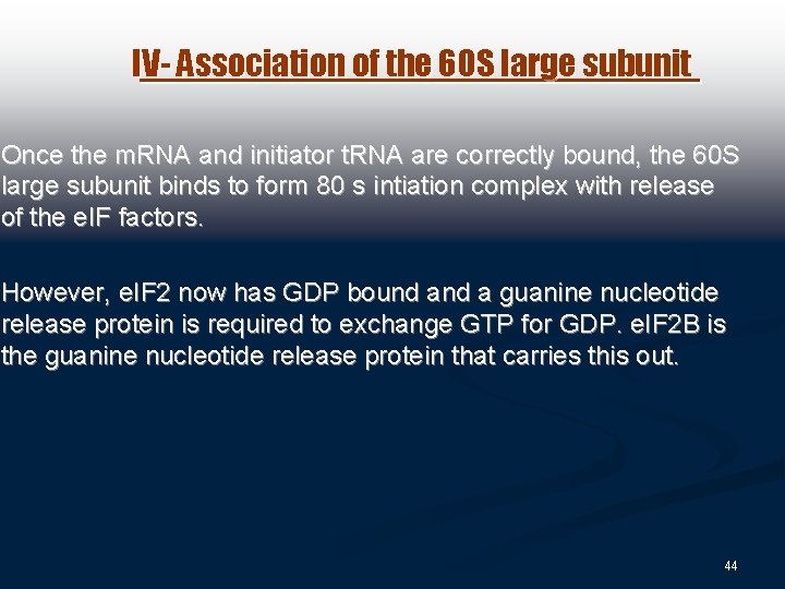 IV- Association of the 60 S large subunit Once the m. RNA and initiator