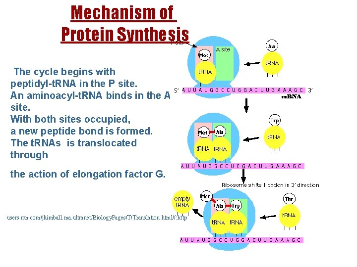 Mechanism of Proteinof Synthesis Mechanism Protein Synthesis. http//: users. rcn. com/jkimball. ma. ultranet/Biology. Pages/T/Translation.