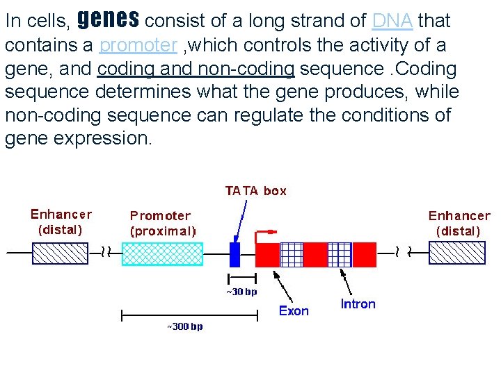 In cells, genes consist of a long strand of DNA that contains a promoter