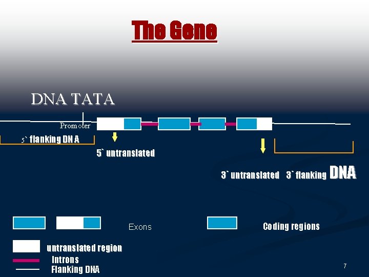 The Gene DNA TATA Promoter 5` flanking DN A 5` untranslated 3` flanking Exons