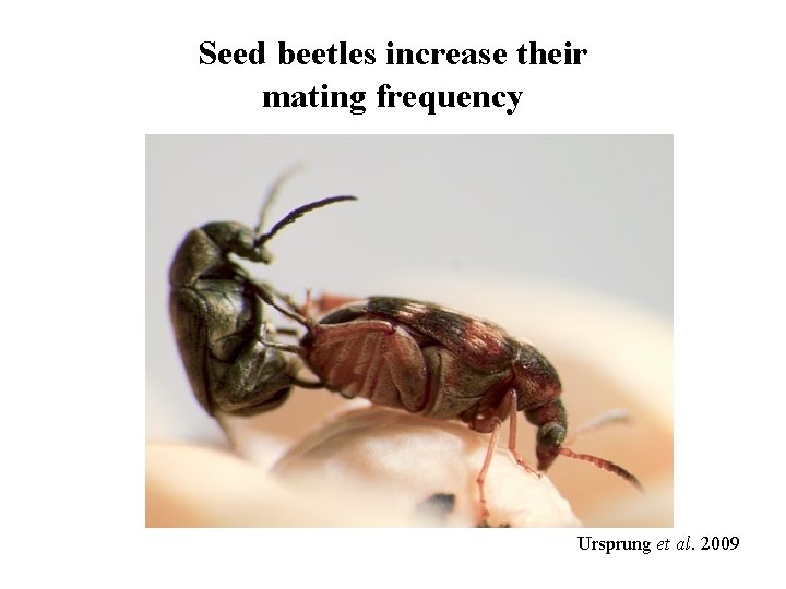Seed beetles increase their mating frequency Ursprung et al. 2009 