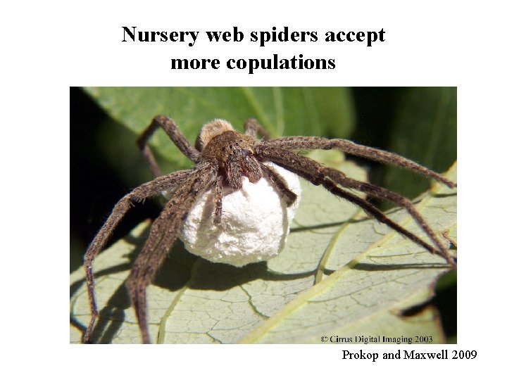 Nursery web spiders accept more copulations Prokop and Maxwell 2009 