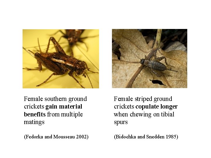 Female southern ground crickets gain material benefits from multiple matings Female striped ground crickets