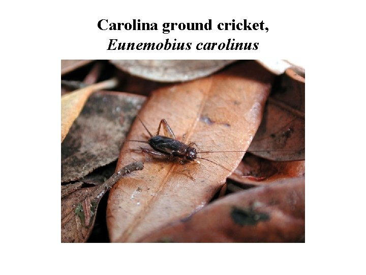 Carolina ground cricket, Eunemobius carolinus 