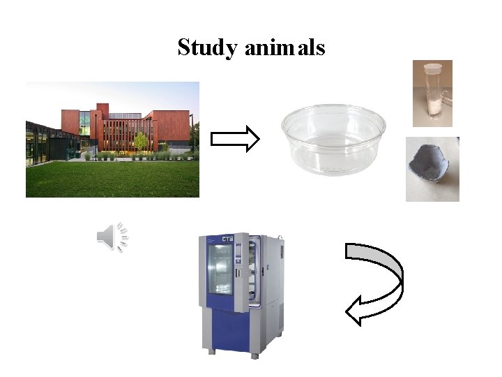 Study animals 