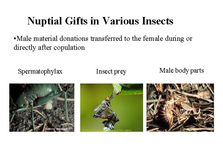 Nuptial Gifts in Various Insects • Male material donations transferred to the female during
