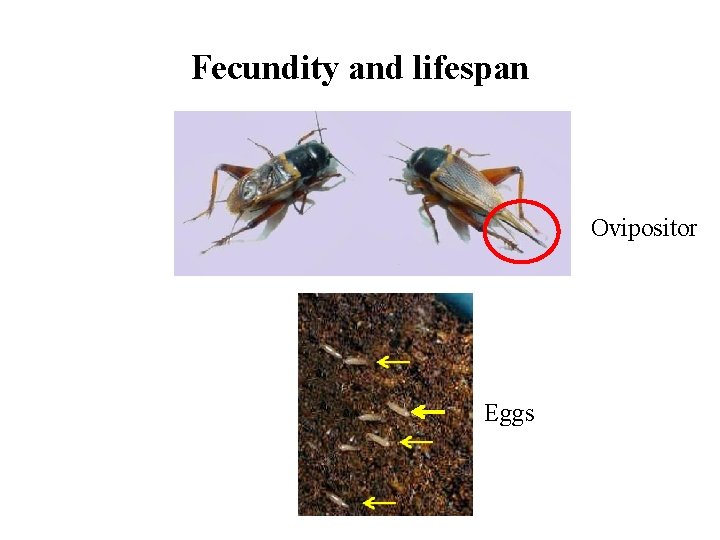 Fecundity and lifespan Ovipositor Eggs 