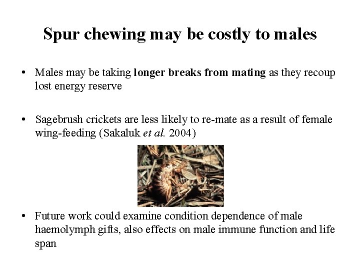 Spur chewing may be costly to males • Males may be taking longer breaks