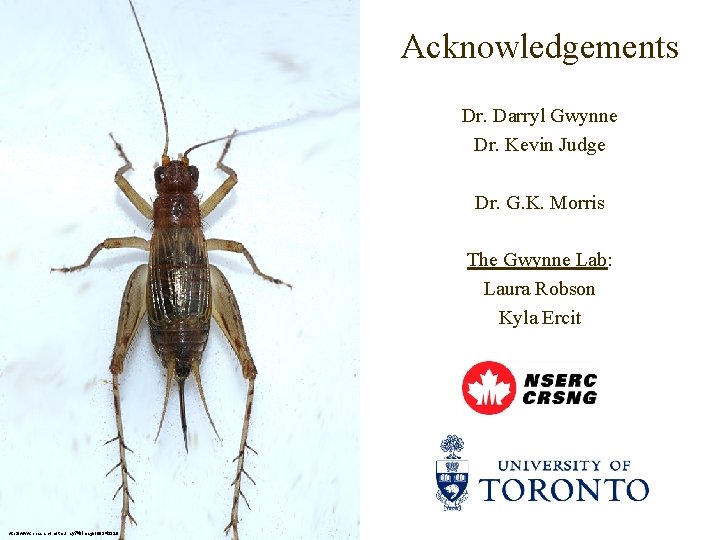 Acknowledgements Dr. Darryl Gwynne Dr. Kevin Judge Dr. G. K. Morris The Gwynne Lab: