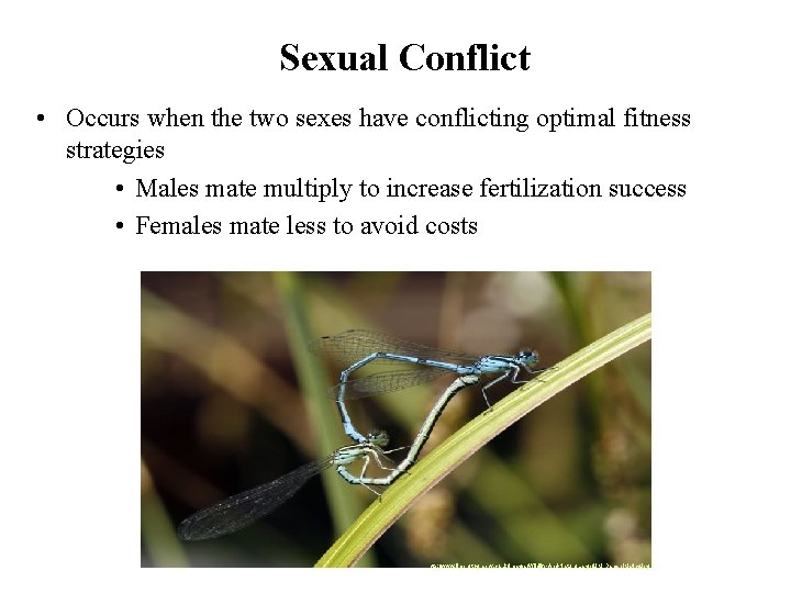 Sexual Conflict • Occurs when the two sexes have conflicting optimal fitness strategies •