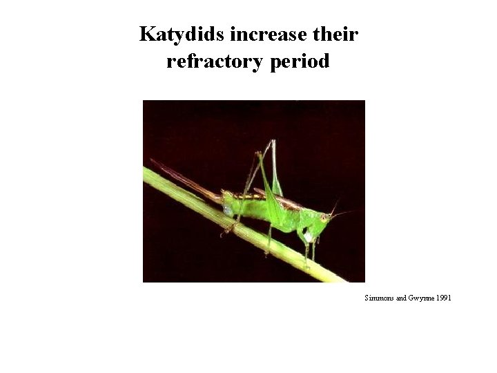 Katydids increase their refractory period Simmons and Gwynne 1991 