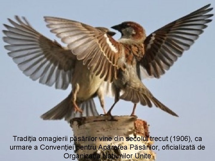 Tradiţia omagierii păsărilor vine din secolul trecut (1906), ca urmare a Convenţiei pentru Apărarea